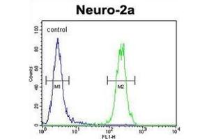 Flow cytometric analysis of Neuro-2a cells using MAF1 Antibody (Center) Cat. (MAF1 antibody  (Middle Region))