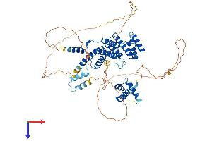 TRF2 Protein (AA 1-542) (His tag)