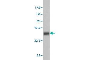 Western Blot detection against Immunogen (36. (EPH Receptor B3 antibody  (AA 899-997))