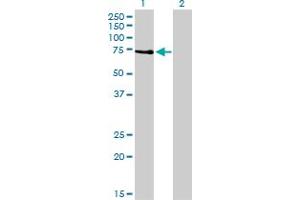 Western Blot analysis of PRKCZ expression in transfected 293T cell line by PRKCZ monoclonal antibody (M01), clone 2D1. (PKC zeta antibody  (AA 165-255))