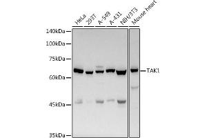 MAP3K7 antibody  (AA 300-470)