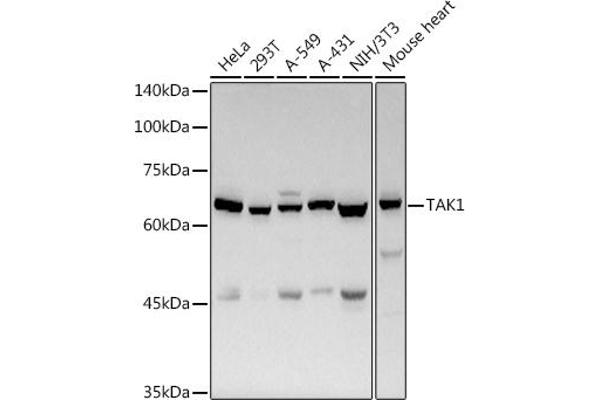 MAP3K7 anticorps  (AA 300-470)