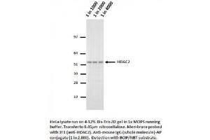 Image no. 1 for anti-Histone Deacetylase 2 (HDAC2) (AA 473-488) antibody (ABIN1042602) (HDAC2 antibody  (AA 473-488))