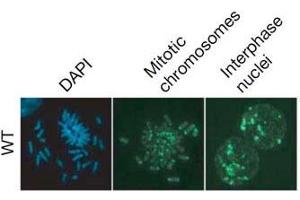 Immunofluorescence (IF) image for anti-5-Methylcytosine antibody (FITC) (ABIN2451914)