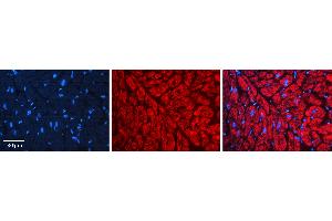 Rabbit Anti-HSP90AB1 Antibody  AV Formalin Fixed Paraffin Embedded Tissue: Human heart Tissue Observed Staining: Cytoplasmic Primary Antibody Concentration: 1:100 Other Working Concentrations: 1:600 Secondary Antibody: Donkey anti-Rabbit-Cy3 Secondary Antibody Concentration: 1:200 Magnification: 20X Exposure Time: 0.