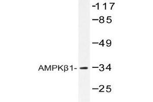 Western blot (WB) analysis of AMPKβ1 antibody in extracts from RAW264. (PRKAB1 antibody)