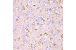 Immunohistochemistry of paraffin-embedded rat brain using TXN2 antibody. (TXN2 antibody)