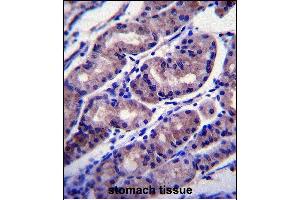 FOXA2 Antibody (Center) (ABIN655072 and ABIN2844704) immunohistochemistry analysis in formalin fixed and paraffin embedded human stomach tissue followed by peroxidase conjugation of the secondary antibody and DAB staining. (FOXA2 antibody  (AA 128-157))