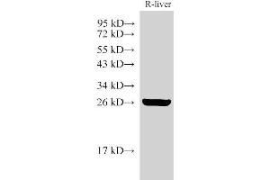 Western Blot analysis of Rat liver using GSTA1 Polyclonal Antibody at dilution of 1:3000 (GSTA1 antibody)