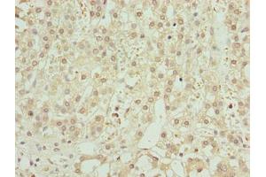 Immunohistochemistry of paraffin-embedded human adrenal gland tissue using ABIN7176547 at dilution of 1:100 (ZNF821 antibody  (AA 1-370))
