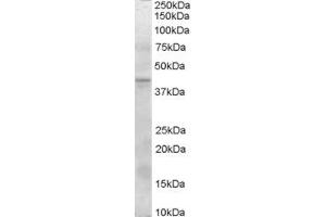 SERPINI2 antibody  (Internal Region)