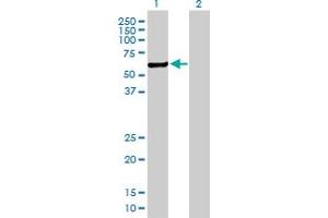 Western Blot analysis of CHKA expression in transfected 293T cell line by CHKA MaxPab polyclonal antibody.