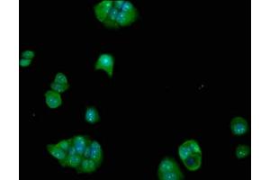 Immunofluorescence staining of MCF-7 cells with ABIN7152390 at 1:100, counter-stained with DAPI. (FCHO1 antibody  (AA 45-180))