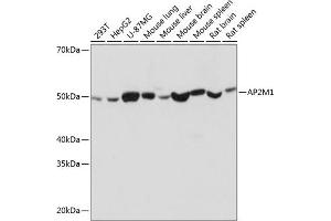 Western blot analysis of extracts of various cell lines, using M1 Rabbit mAb (ABIN7265448) at 1:1000 dilution. (AP2M1 antibody)