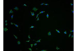 Immunofluorescence staining of SH-SY5Y cells with ABIN7152895-IF at 1:100, counter-stained with DAPI. (FNDC5 antibody  (AA 113-127))