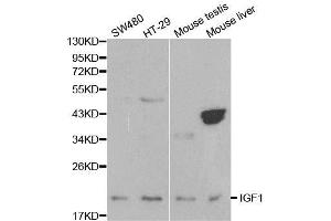 Western blot analysis of extracts of various cell lines, using IGF1 antibody. (IGF1 antibody  (C-Term))