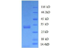 SDS-PAGE (SDS) image for Human IgG isotype control (ABIN1045106)