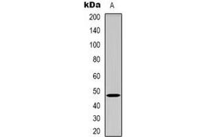 Western blot analysis of GDF7 expression in Hela (A) whole cell lysates.