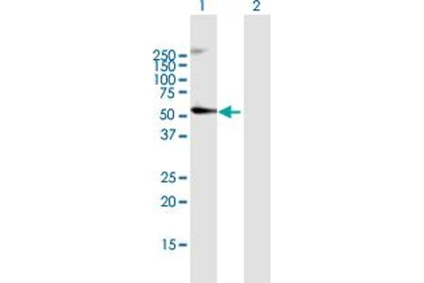 CRBN antibody  (AA 1-442)