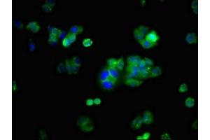 Immunofluorescent analysis of HepG2 cells using ABIN7163993 at dilution of 1:100 and Alexa Fluor 488-congugated AffiniPure Goat Anti-Rabbit IgG(H+L) (KCNH2 antibody  (AA 894-1137))