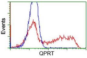 HEK293T cells transfected with either RC202960 overexpress plasmid (Red) or empty vector control plasmid (Blue) were immunostained by anti-QPRT antibody (ABIN2453565), and then analyzed by flow cytometry. (QPRT antibody)
