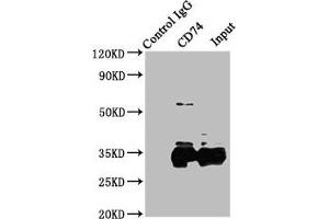 Immunoprecipitating CD74 in Raji whole cell lysate Lane 1: Rabbit control IgG instead of ABIN7155575 in Raji whole cell lysate. (CD74 antibody  (AA 137-296))