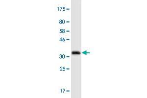 Western Blot detection against Immunogen (36. (ATG3 antibody  (AA 1-100))