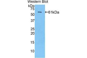 Western Blotting (WB) image for anti-Sp1 Transcription Factor (SP1) (AA 260-591) antibody (ABIN1860600) (SP1 antibody  (AA 260-591))