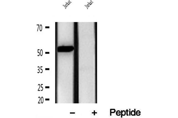 ERAL1 antibody  (Internal Region)