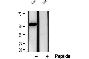 Western blot analysis of extracts of Jurkat cells, using ERAL1 antibody.