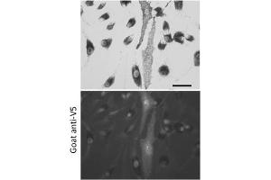 Immunofluorescence (IF) image for anti-V5 Epitope Tag antibody (ABIN6254253) (V5 Epitope Tag antibody)