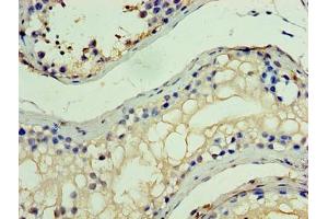 Immunohistochemistry of paraffin-embedded human testis tissue using ABIN7155278 at dilution of 1:100 (MYST2 antibody  (AA 1-214))