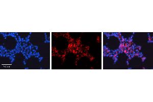 Rabbit Anti-CDC42 Antibody  AV Formalin Fixed Paraffin Embedded Tissue: Human Bone Marrow Tissue Observed Staining: Cytoplasm, Plasma membrane Primary Antibody Concentration: 1:100 Other Working Concentrations: 1:600 Secondary Antibody: Donkey anti-Rabbit-Cy3 Secondary Antibody Concentration: 1:200 Magnification: 20X Exposure Time: 0. (CDC42 antibody  (N-Term))