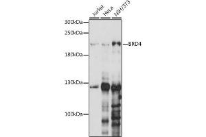 Western blot analysis of extracts of various cell lines, using BRD4 antibody (ABIN6127508, ABIN6137653, ABIN6137654 and ABIN7101457) at 1:1000 dilution. (BRD4 antibody  (AA 1100-1200))