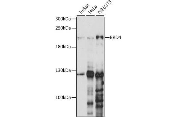 BRD4 antibody  (AA 1100-1200)
