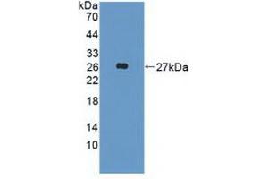 Figure. (FGF19 antibody  (AA 4-216))