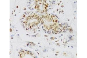 NASP antibody