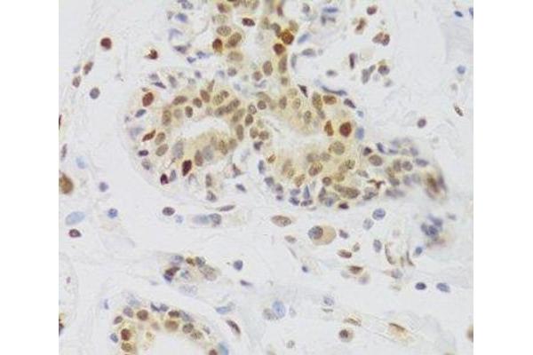 NASP antibody