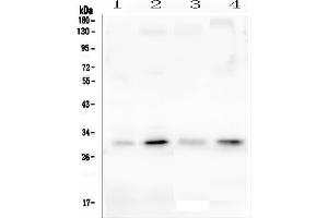 Western blot analysis of PEF1 using anti-PEF1 antibody (ABIN6719632). (PEF1 antibody  (AA 170-284))