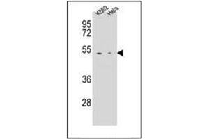 Western blot analysis of Carboxypeptidase B Antibody (N-term) in K562,Hela cell line lysates (35ug/lane). (CPB1 antibody  (N-Term))