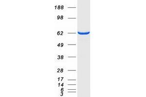 Validation with Western Blot (NT5C2 Protein (Transcript Variant 1) (Myc-DYKDDDDK Tag))