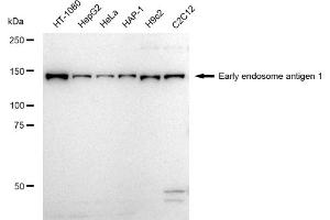 Western blotting analysis using Early endosome antigen 1 antibody (ABIN7798421).
