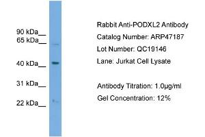 WB Suggested Anti-PODXL2  Antibody Titration: 0. (PODXL2 antibody  (N-Term))