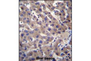 CNTLN Antibody (N-term) (ABIN657091 and ABIN2846249) immunohistochemistry analysis in formalin fixed and paraffin embedded human liver tissue followed by peroxidase conjugation of the secondary antibody and DAB staining. (CNTLN antibody  (N-Term))