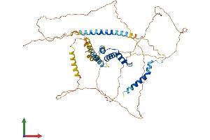 AlphaFold protein structure predicition of Human Recombinant ACBD5 Protein, UniprotID Q5T8D3 (ACBD5 Protein (AA 1-534) (His tag))