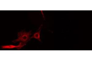 ABIN6274566 staining HeLa cells by IF/ICC. (14-3-3 theta antibody  (Internal Region))