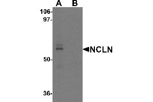 Western blot analysis of NCLN in mouse heart tissue lysate with NCLN antibody at 0. (Nicalin antibody  (N-Term))