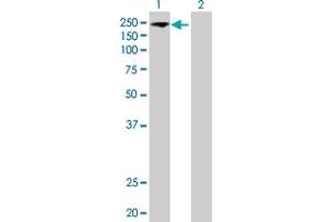 Western Blot analysis of EIF5B expression in transfected 293T cell line by EIF5B MaxPab polyclonal antibody. (EIF5B antibody  (AA 1-1220))