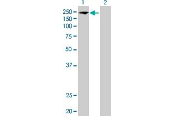 EIF5B antibody  (AA 1-1220)