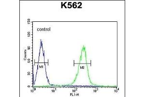 WDR49 Antibody (C-term) (ABIN654826 and ABIN2844501) flow cytometric analysis of K562 cells (right histogram) compared to a negative control cell (left histogram). (WDR49 antibody  (C-Term))